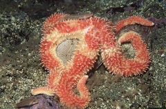 Rainbow Starfish (Orthasterias koehleri)