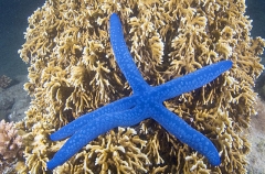 Variable Sea Star (Linckia laevigata)