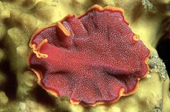 Red Flatworm (Pseudoceros ferrugineus)