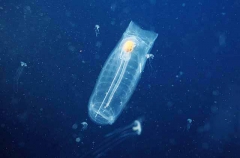 Giant Salp (Salpa maxima)