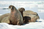 Atlantic Walrus (Odobenus rosmarus rosmarus)