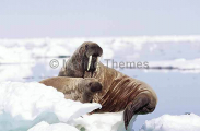 Atlantic Walrus (Odobenus rosmarus rosmarus)