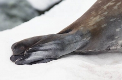 Weddell Seal (Leptonychotes weddellii)