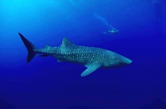 Whale Shark (Rhincodon typus)