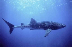 Whale Shark (Rhincodon typus)