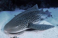 Zebra Shark (Stegostoma fasciatum)