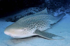 Zebra Shark (Stegostoma fasciatum)