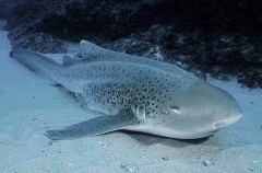 Zebra Shark (Stegostoma fasciatum)