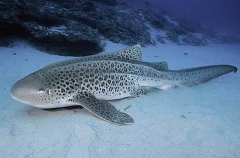 Zebra Shark (Stegostoma fasciatum)